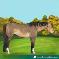 Horse Color:Buckskin Dun 