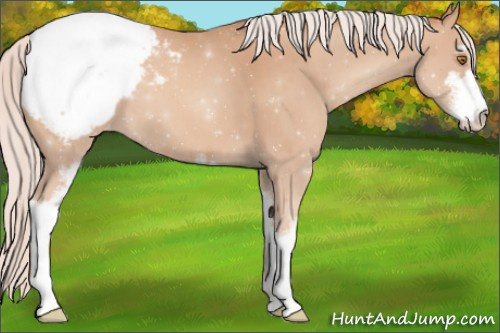 Horse Color:Silver Classic Champagne Sabino Appaloosa 