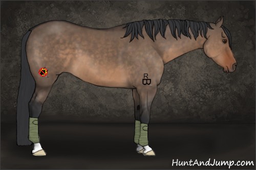 Horse Color:Brown Dun