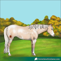 Horse Color:Silver Bay Pearl Dun Sabino 