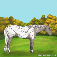 Horse Color:Silver Grullo Sabino Appaloosa Rabicano 