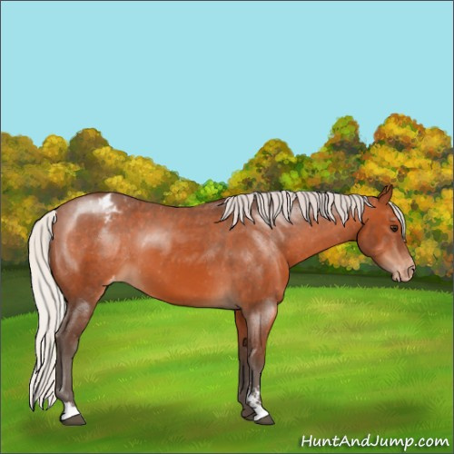 Horse Color:Silver Brown Sabino Appaloosa 