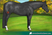 Horse Color:Black 