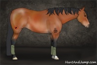 Horse Color:Brown 