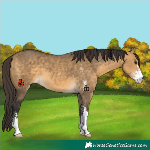 Horse Color:Buckskin Dun Sabino