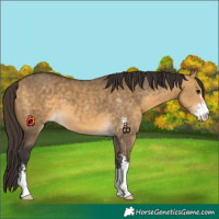Horse Color:Buckskin Dun Sabino 