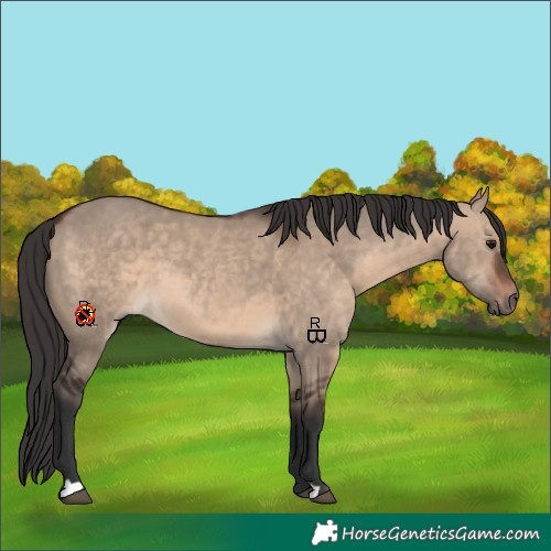 Horse Color:Brown Dun Sabino