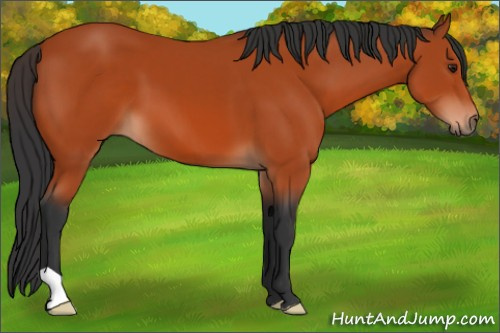 Horse Color:Brown 