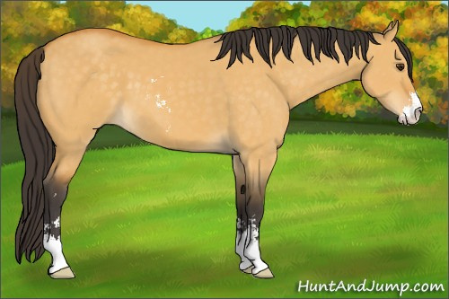 Horse Color:Buckskin Dun Sabino