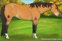 Horse Color:Buckskin 