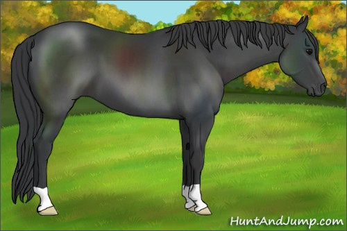 Horse Color:Black 