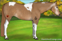 Horse Color:Gray Red Dun Tobiano Rabicano