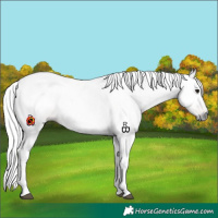 Horse Color:Gray Bay Dun Tobiano Rabicano 