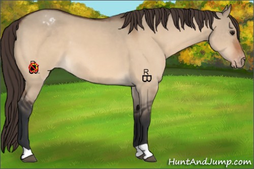 Horse Color:Brown Dun Appaloosa