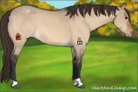 Horse Color:Brown Dun Appaloosa 