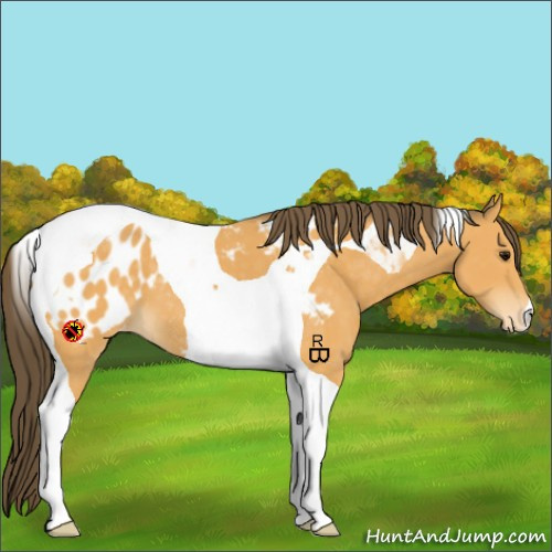 Horse Color:Buckskin Tobiano Appaloosa