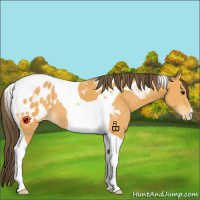 Horse Color:Buckskin Tobiano Appaloosa 