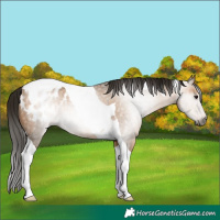 Horse Color:Gray Bay Dun Tobiano Appaloosa 