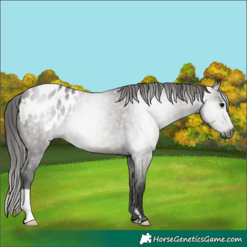 Horse Color:Gray Grullo Appaloosa 