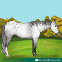 Horse Color:Gray Grullo Appaloosa 