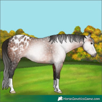 Horse Color:Gray Bay Appaloosa 