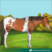 Horse Color:Bay Tobiano Appaloosa 