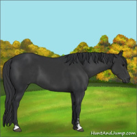 Horse Color:Black Sabino 