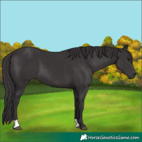 Horse Color:Smoky Black 