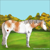 Horse Color:White Spotted Silver Buckskin 