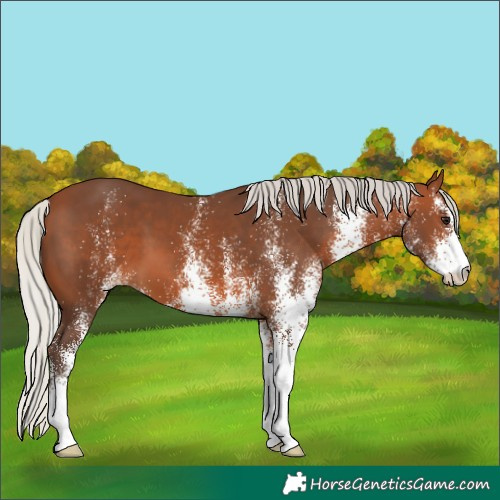 Horse Color:White Spotted Silver Brown
