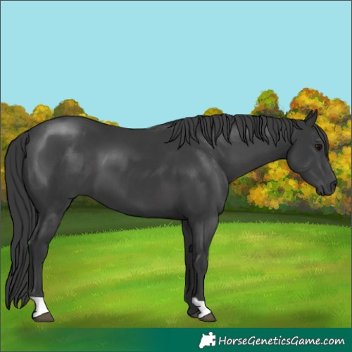 Horse Color:Black 