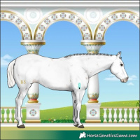 Horse Color:Silver Black Sabino Appaloosa 