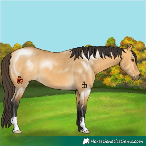 Horse Color:Buckskin Dun 