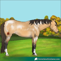 Horse Color:Buckskin Dun 