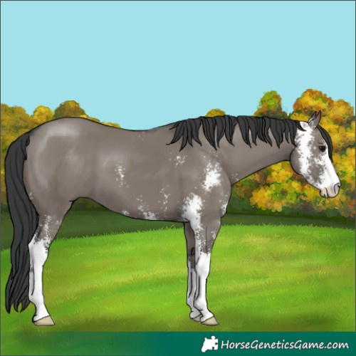 Horse Color:Grullo Sabino 