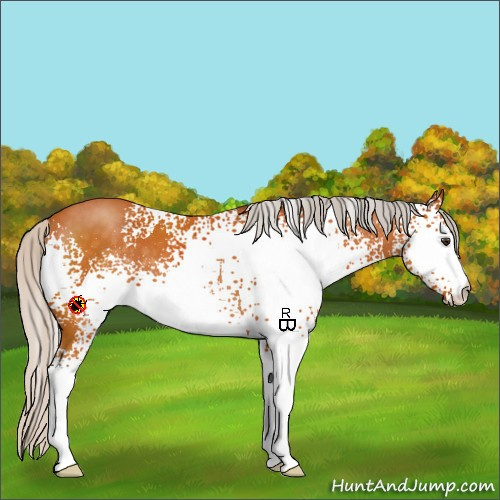 Horse Color:White Spotted Silver Buckskin 