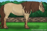 Horse Color:Red Dun Rabicano 