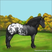 Horse Color:Black Appaloosa