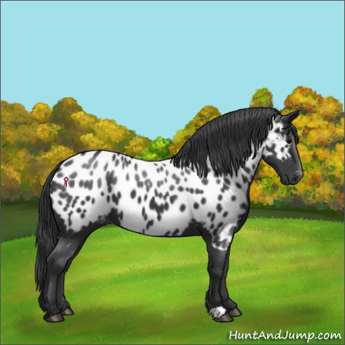 Horse Color:Black Near Leopard