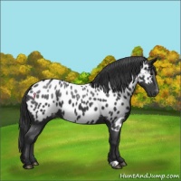 Horse Color:Black Near Leopard