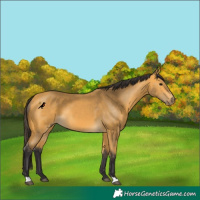 Horse Color:Buckskin 
