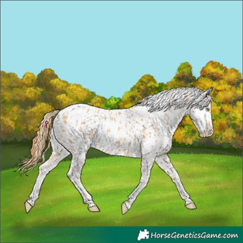 Horse Color:Gold Champagne Appaloosa 
