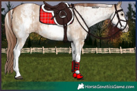 Horse Color:White Spotted Red Dun Rabicano  and White Spotted Red Dun Rabicano 