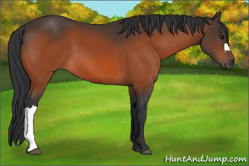 Horse Color:Bay 