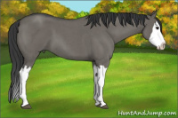 Horse Color:Grullo Roan Splash