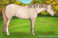 Horse Color:Gold Champagne Pearl Rabicano  and Gold Champagne Pearl Rabicano 