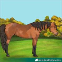Horse Color:Bay  and Bay 