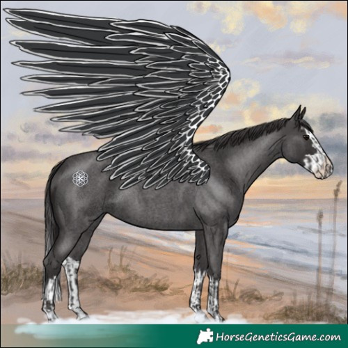 Horse Color:Smoky Blue Roan  and Smoky Blue Roan Splash 