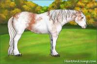 Horse Color:White Spotted Silver Bay Splash 