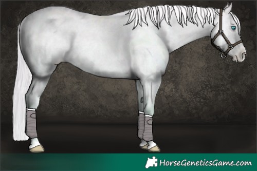 Horse Color:Platinum Palomino Roan Pearl Dun Appaloosa Brindle 